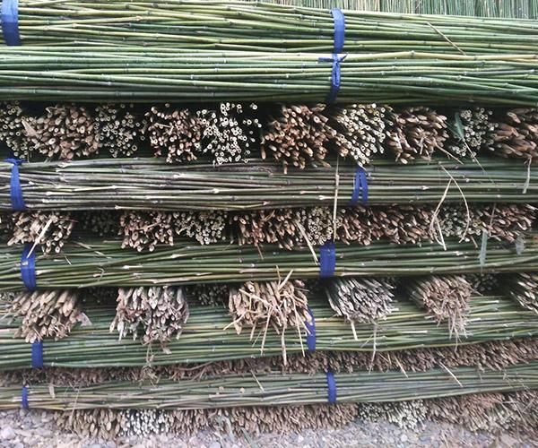介绍菜架竹——竹子的特点弋阳县兴荣竹木制品加工厂主要经营个类竹子