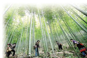 融水县:世界苗都 生态融水(图)